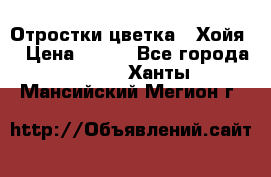 Отростки цветка  “Хойя“ › Цена ­ 300 - Все города  »    . Ханты-Мансийский,Мегион г.